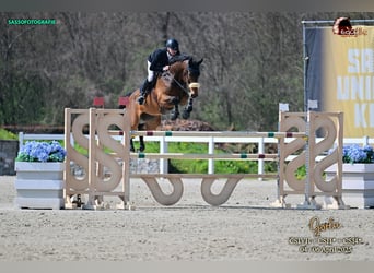 Duits sportpaard, Ruin, 13 Jaar, 175 cm, Bruin