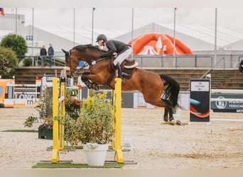 Duits sportpaard, Ruin, 13 Jaar, 175 cm, Bruin