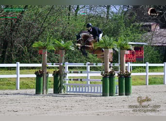 Duits sportpaard, Ruin, 13 Jaar, 175 cm, Bruin