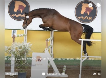 Duits sportpaard, Ruin, 13 Jaar, 175 cm, Bruin