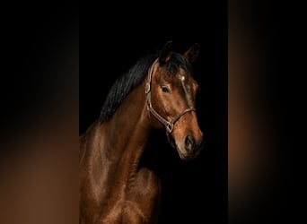 Duits sportpaard, Ruin, 13 Jaar, 175 cm, Bruin