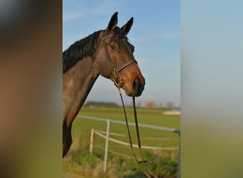Duits sportpaard, Ruin, 13 Jaar, 175 cm