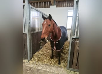 Duits sportpaard, Ruin, 14 Jaar, 164 cm, Bruin