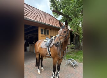 Duits sportpaard, Ruin, 14 Jaar, 170 cm, Bruin