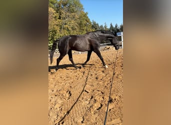 Duits sportpaard Mix, Ruin, 14 Jaar, 180 cm, Zwart