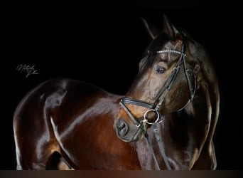 Duits sportpaard, Ruin, 15 Jaar, 168 cm, Donkerbruin