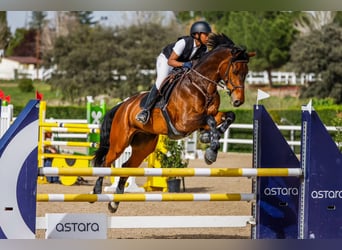 Duits sportpaard, Ruin, 15 Jaar, 170 cm, Roodbruin