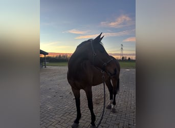 Duits sportpaard, Ruin, 15 Jaar, 172 cm, Donkerbruin