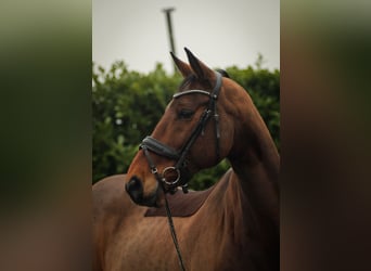 Duits sportpaard, Ruin, 15 Jaar, 172 cm, Donkerbruin