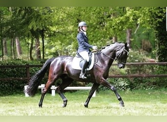 Duits sportpaard, Ruin, 15 Jaar, 172 cm, Zwart