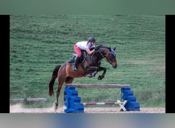 Duits sportpaard, Ruin, 16 Jaar, 175 cm, Bruin