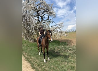 Duits sportpaard, Ruin, 16 Jaar, 180 cm, Bruin