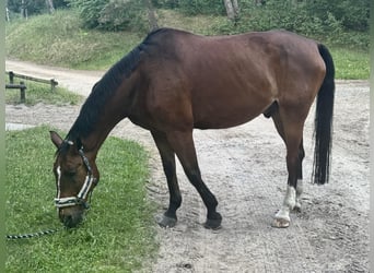 Duits sportpaard, Ruin, 18 Jaar, 170 cm, Bruin