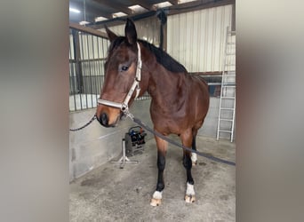 Duits sportpaard, Ruin, 19 Jaar, 172 cm, Bruin