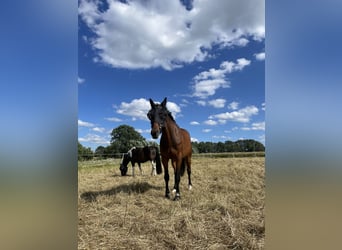 Duits sportpaard, Ruin, 19 Jaar, 172 cm, Bruin