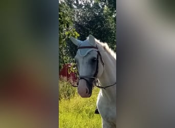 Duits sportpaard, Ruin, 21 Jaar, 165 cm, Appelschimmel