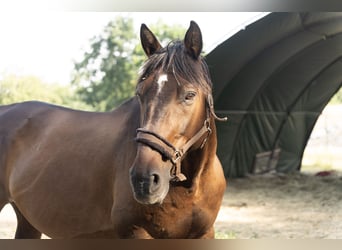 Duits sportpaard, Ruin, 21 Jaar, 169 cm, Bruin