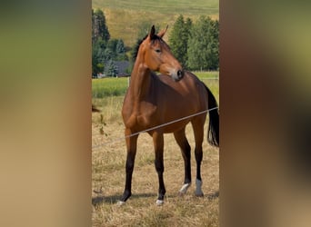 Duits sportpaard, Ruin, 2 Jaar, 160 cm, Bruin