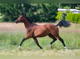 Duits sportpaard, Ruin, 2 Jaar, 160 cm, Bruin