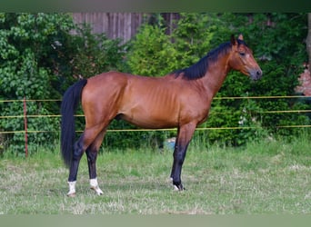 Duits sportpaard, Ruin, 2 Jaar, 160 cm, Bruin