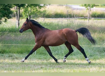 Duits sportpaard, Ruin, 2 Jaar, 160 cm, Bruin