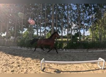 Duits sportpaard, Ruin, 2 Jaar, 164 cm, Bruin