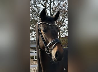 Duits sportpaard, Ruin, 2 Jaar, 165 cm, Donkerbruin