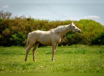 Duits sportpaard, Ruin, 2 Jaar, 167 cm, Palomino