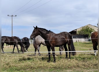 Duits sportpaard, Ruin, 2 Jaar, 170 cm, Zwart