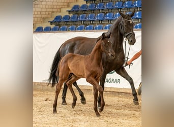 Duits sportpaard, Ruin, 2 Jaar, Zwart