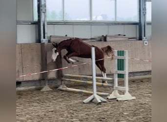 Duits sportpaard, Ruin, 3 Jaar, 159 cm, Vos
