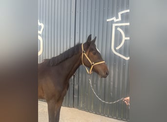 Duits sportpaard, Ruin, 3 Jaar, 160 cm, Bruin