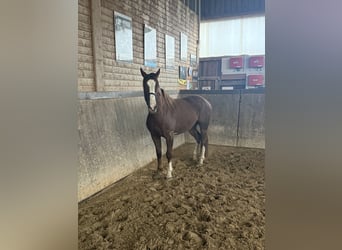 Duits sportpaard, Ruin, 3 Jaar, 160 cm, Vos