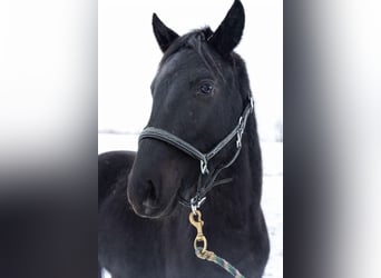 Duits sportpaard, Ruin, 3 Jaar, 162 cm, Zwart