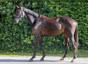 Duits sportpaard, Ruin, 3 Jaar, 162 cm, Zwart
