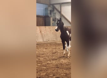 Duits sportpaard, Ruin, 3 Jaar, 163 cm, Gevlekt-paard