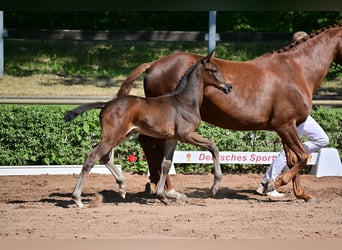Duits sportpaard, Ruin, 3 Jaar, 164 cm, Bruin