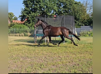 Duits sportpaard, Ruin, 3 Jaar, 164 cm, Bruin