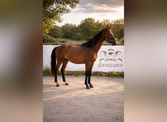 Duits sportpaard, Ruin, 3 Jaar, 164 cm, Bruin