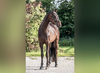 Duits sportpaard, Ruin, 3 Jaar, 164 cm, Donkerbruin