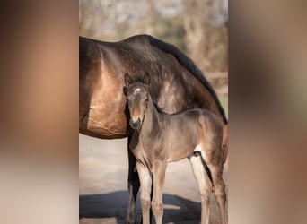 Duits sportpaard, Ruin, 3 Jaar, 164 cm, Donkerbruin