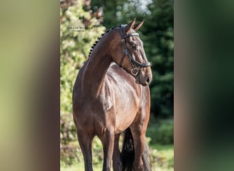 Duits sportpaard, Ruin, 3 Jaar, 164 cm, Donkerbruin