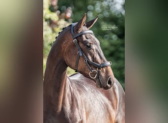 Duits sportpaard, Ruin, 3 Jaar, 164 cm, Donkerbruin