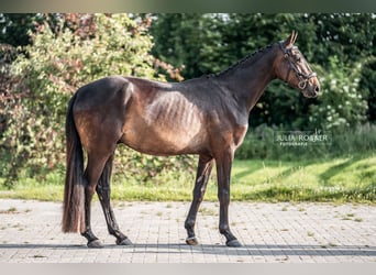 Duits sportpaard, Ruin, 3 Jaar, 164 cm, Donkerbruin