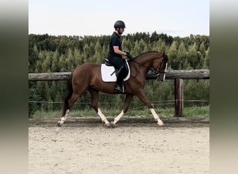 Duits sportpaard, Ruin, 3 Jaar, 164 cm, Donkere-vos