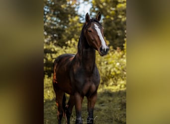 Duits sportpaard, Ruin, 3 Jaar, 165 cm, Bruin