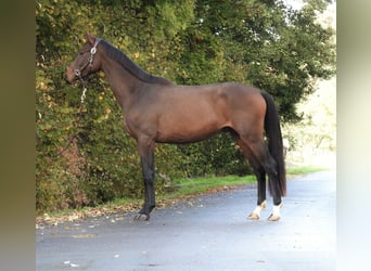 Duits sportpaard, Ruin, 3 Jaar, 165 cm, Bruin