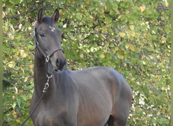 Duits sportpaard, Ruin, 3 Jaar, 165 cm, Bruin