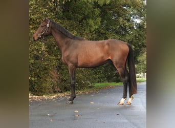 Duits sportpaard, Ruin, 3 Jaar, 165 cm, Bruin