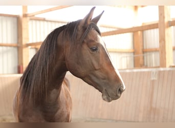 Duits sportpaard, Ruin, 3 Jaar, 165 cm, Donkerbruin